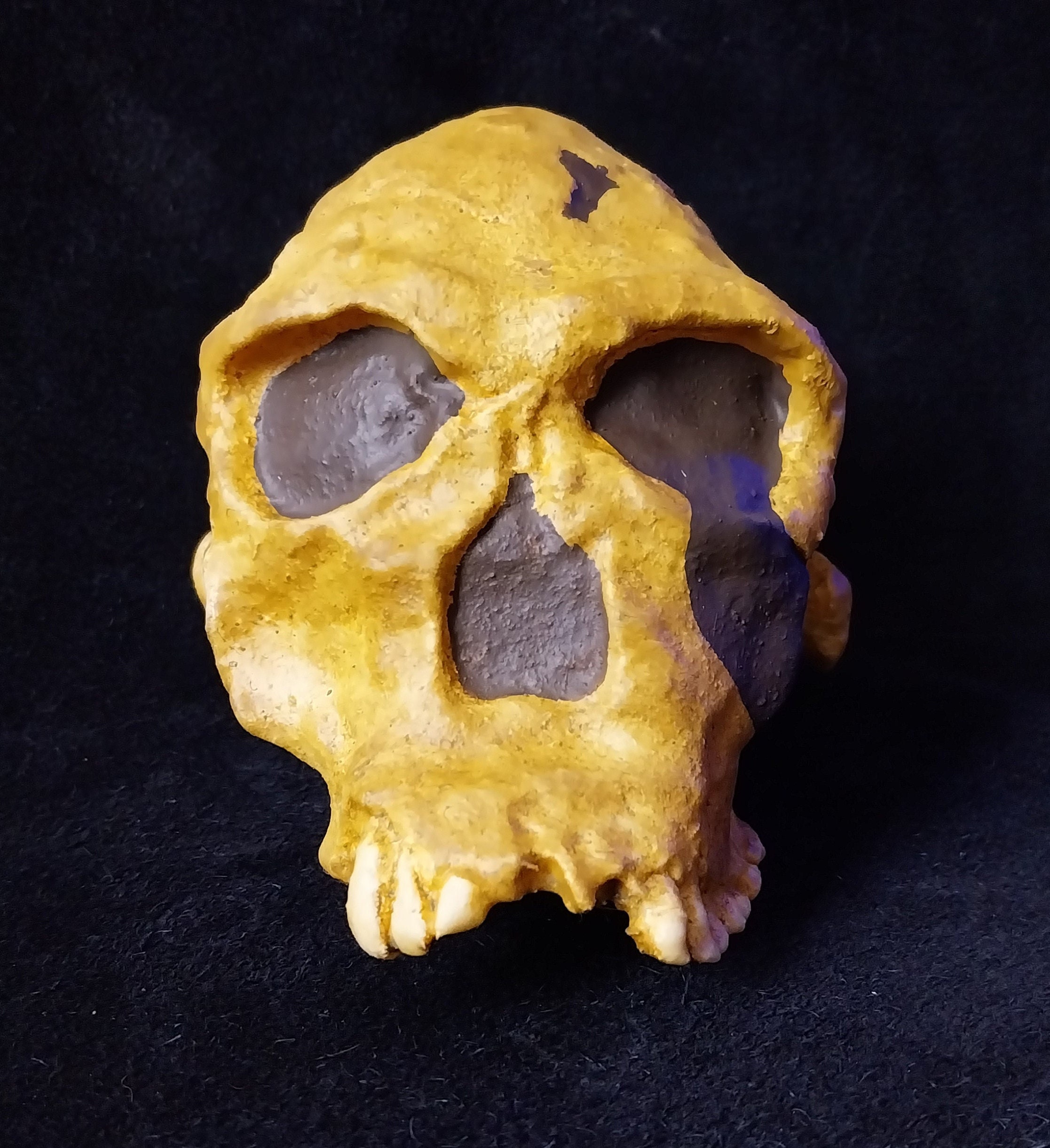 ホモハビリス頭骨模型 ホモ・ハビリスの頭蓋骨 実物大樹脂製複製 スケール1/1 - ホモ