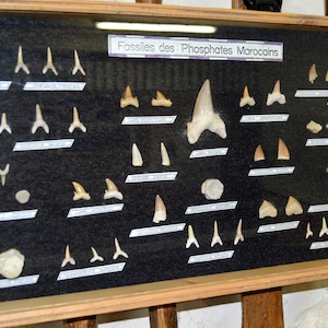 Authentic FOSSILS MOROCCO SHARKS - Display case collection to hang - Selachian vertebrae teeth fossil sharks and rays Maastrichtian