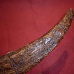 Griffe de dinosaure Therizinosaurus Réplique moulage résine Lourde sans Socle