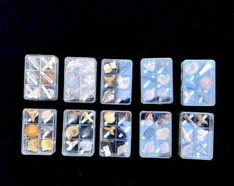 本物の化石コレクションボックス。様々な地質時代の化石6点が識別済み