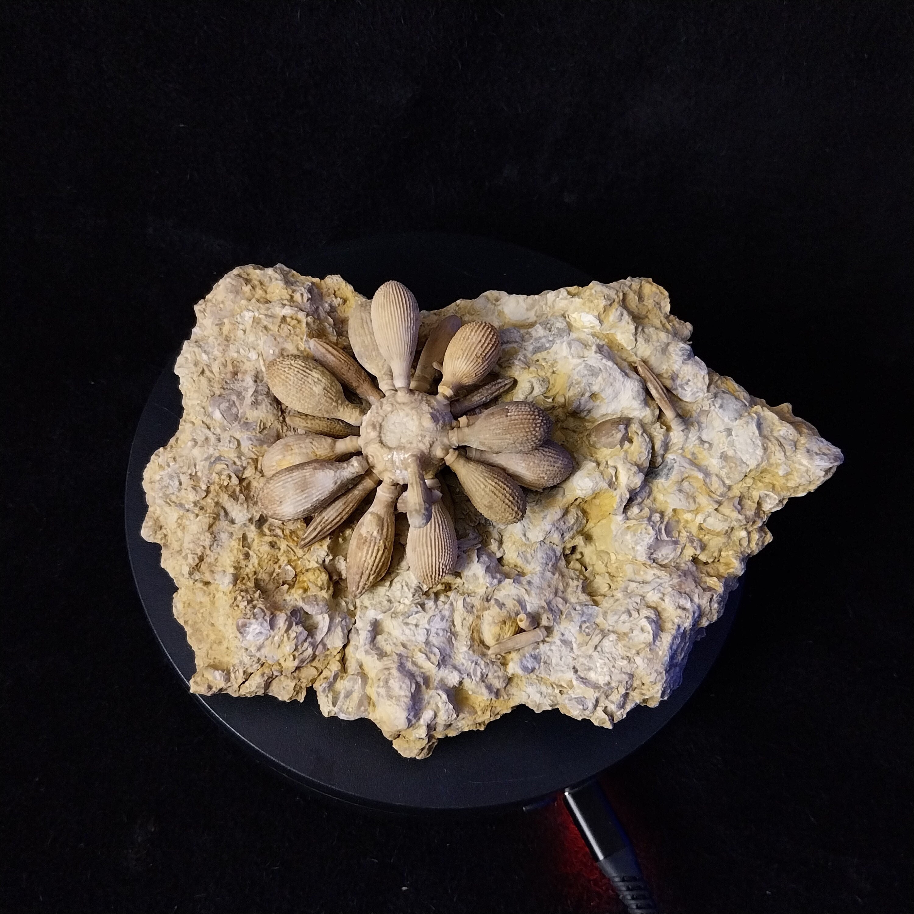 Cidaris - Etsy