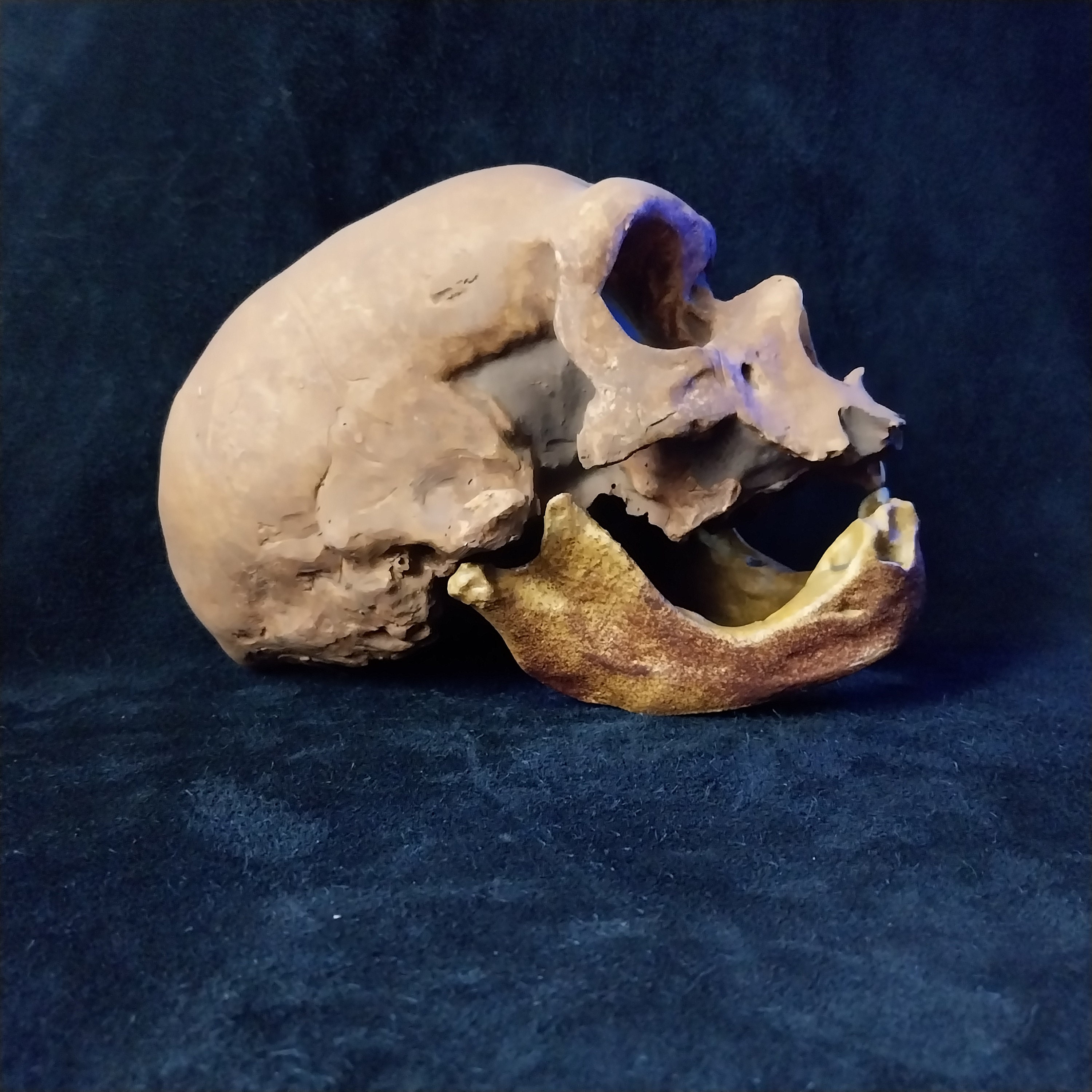 ネアンデルタール人の頭蓋骨（下顎付き）ラ・シャペル・オ・サン 1908