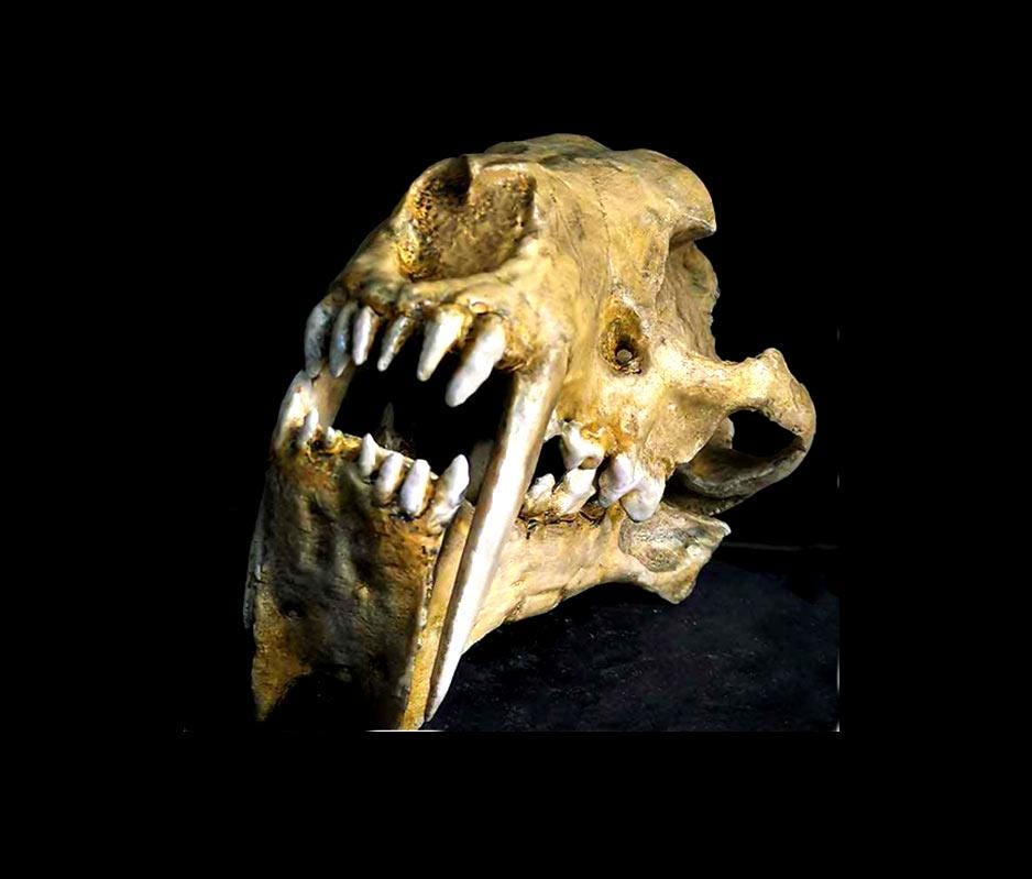 Crane De Daeodon Shoshonensis Museo Calidad/Skull Replica Fossil