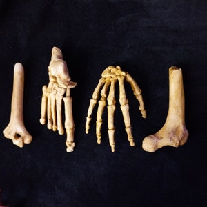 May include: Four articulated skeletal hand and foot bones, made of a light brown material, on a black background.