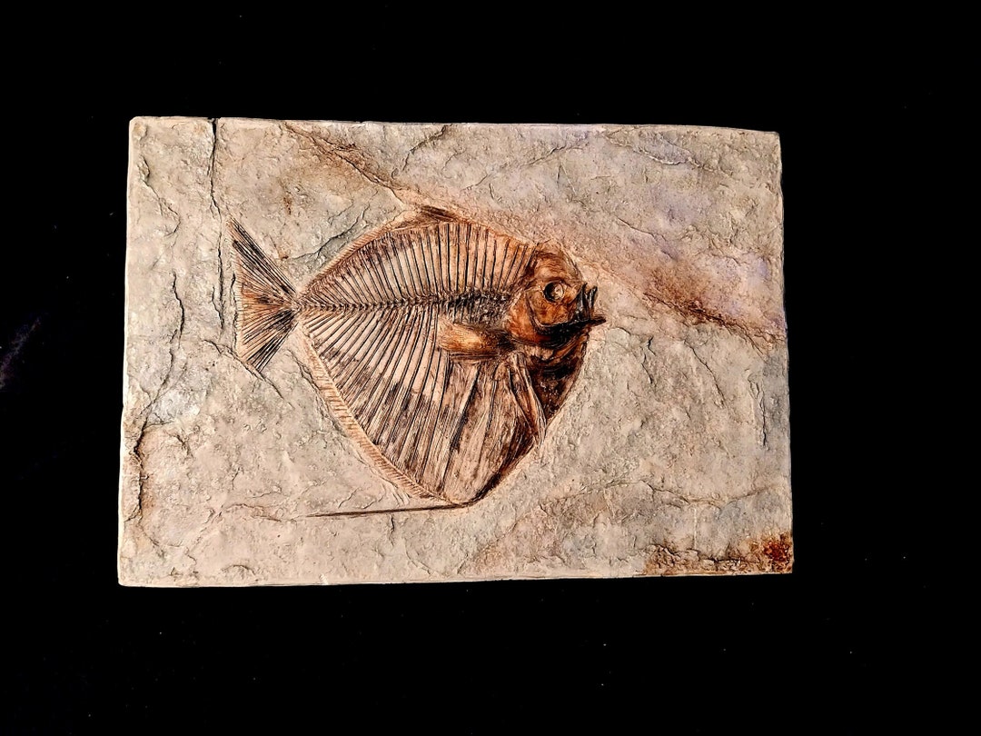 Mene Poisson MÉNÉ RHOBAE (volta, 1796) Moulage Facsimilé ''poisson Ange Fossilisé ...