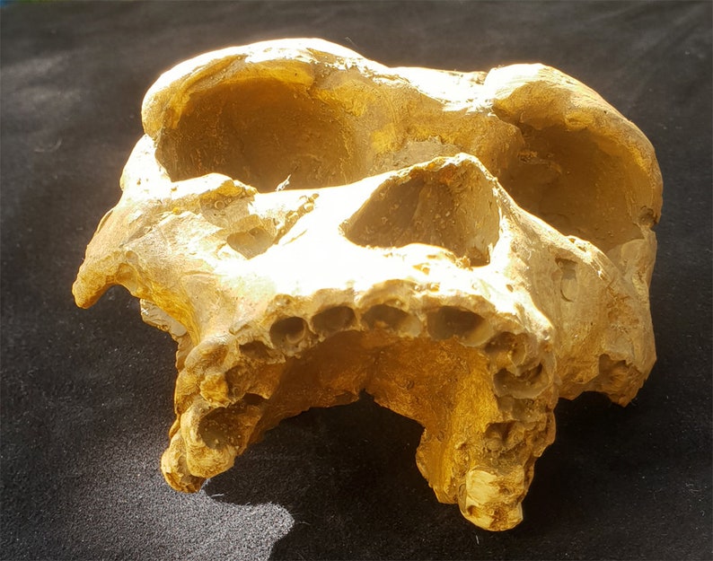 Skull ARAGO-XXI MAN of Tautavel H. Heidelbergensis Cave Caune De L ...