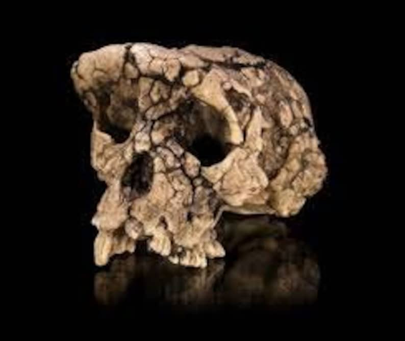 CRANE TOUMAÏ Sahelanthropus tchadensis en résine Crâne fossile réalisé sur le 1er Scan de l'Institut Max Planck Anthropologie Evolutionnaire image 4