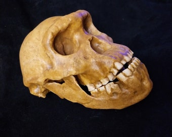 Schädel HOMO erectus Exemplar DMANISI-5-D4500 entdeckt im Kaukasus Georgia + Unterkiefer D2600, Schädel und Unterkiefer aus Polyesterharz REF_DMANIS_5