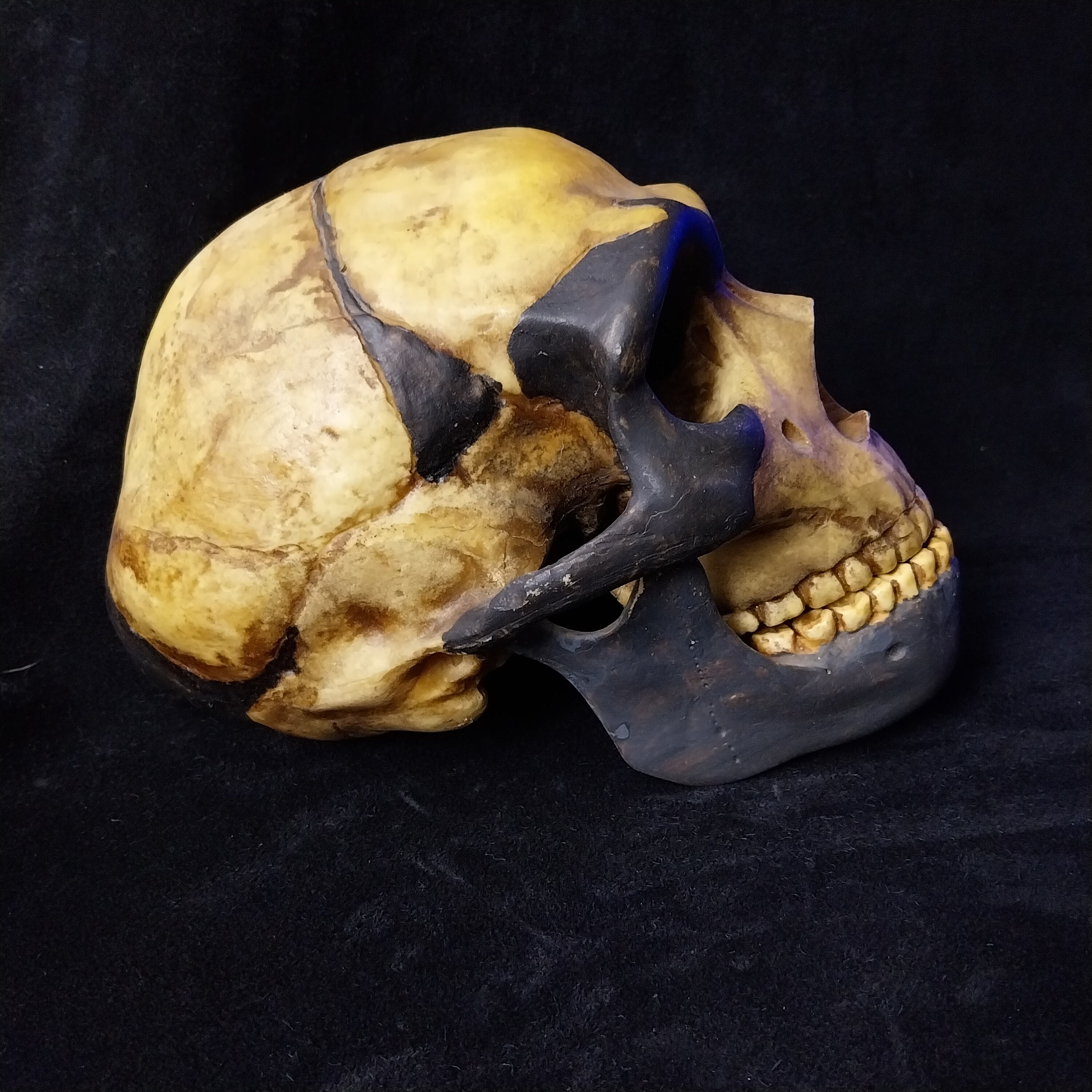 Skull of Sinanthropus Pekinensis, Homo Erectus - Reassembled by Mr