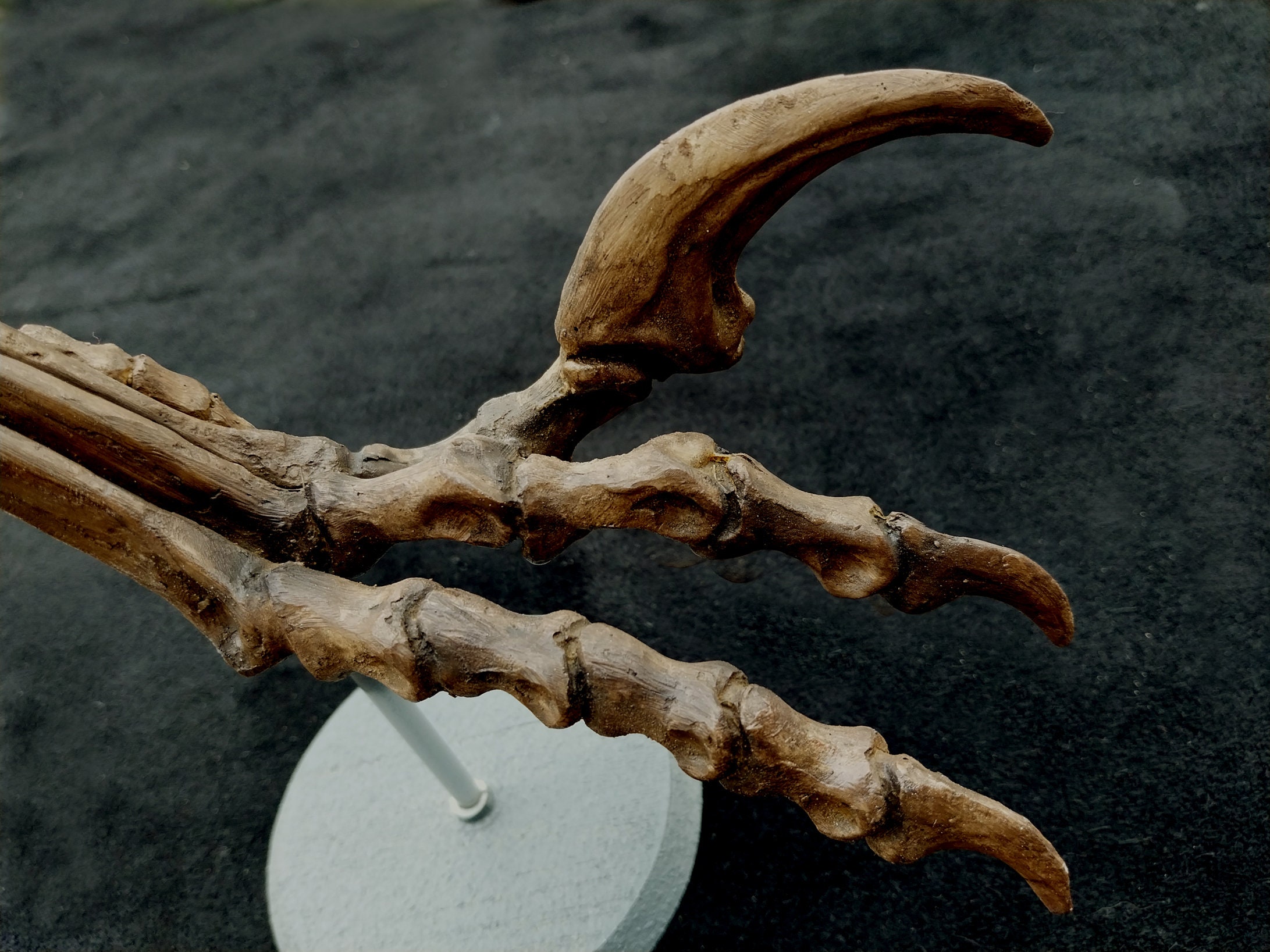 Griffe De Dinosaure Authentique - Raptor Silgilmassasaurus Brevicollis Avec Certificat