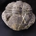 see more listings in the AUTHENTISCHE FOSSILIEN section