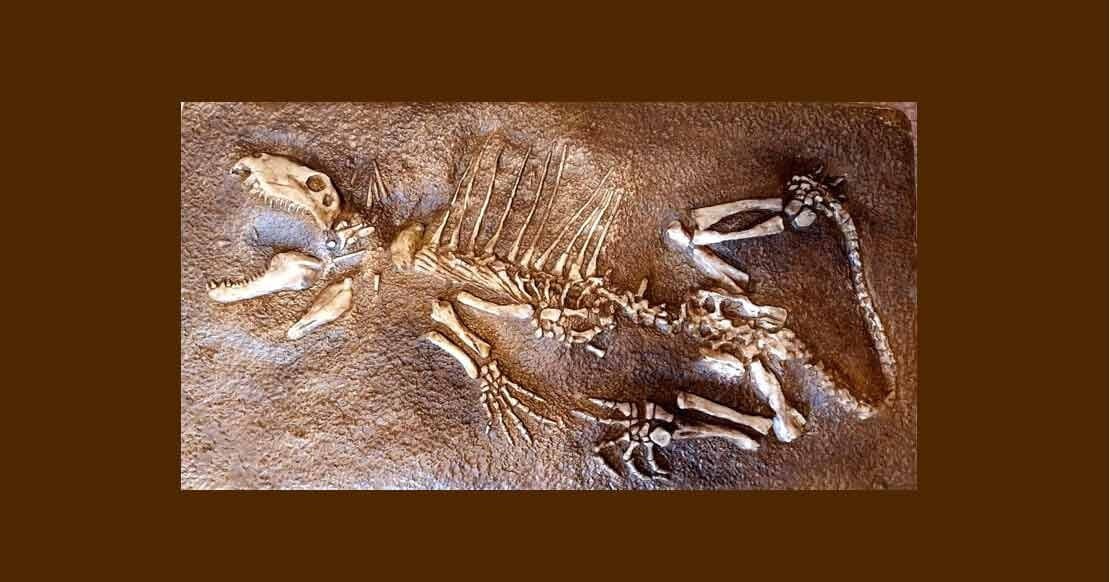 DIMETRODON complete skeleton - polyester resin replica casting - Dinosaur lived PERMIAN Period, Texas USA