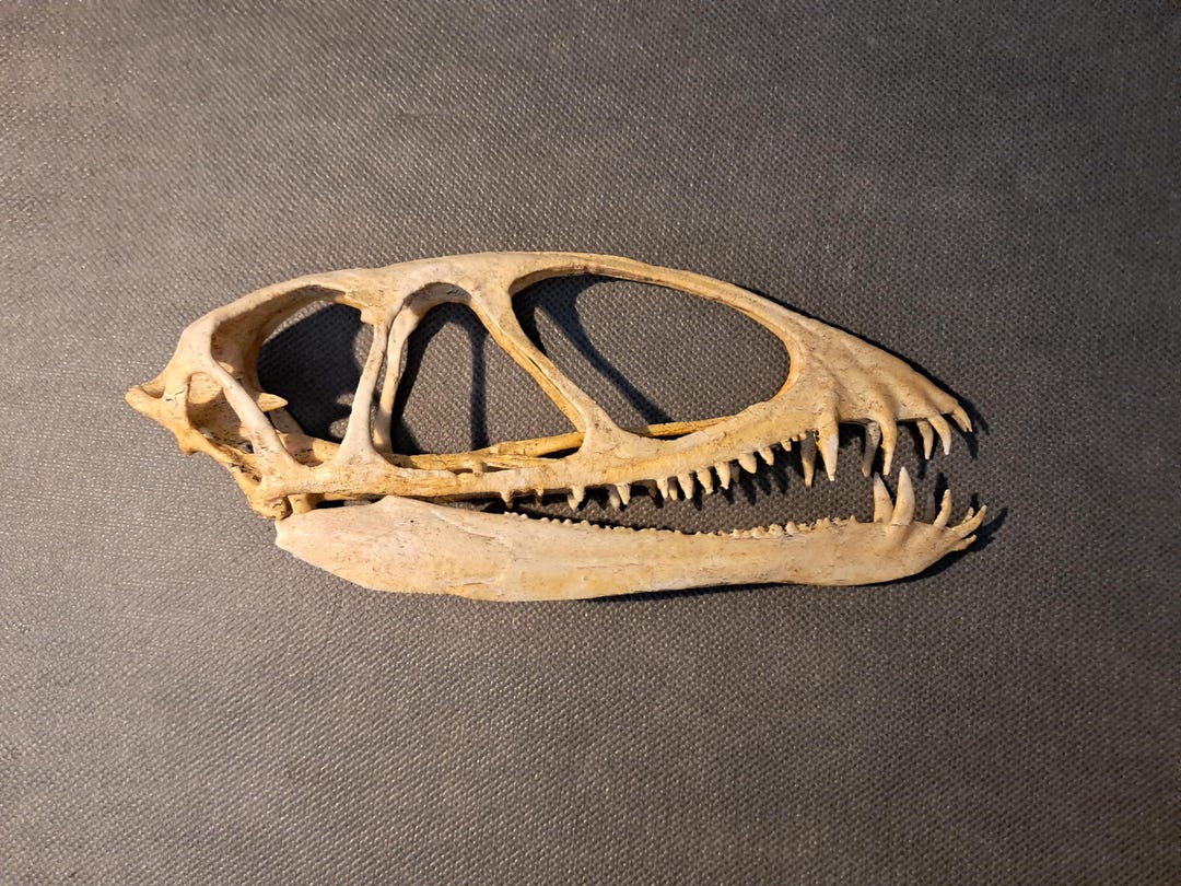 DIMORPHODON Pterosaur Skull Replica in Bioplastic Resin, Life-size. - Etsy