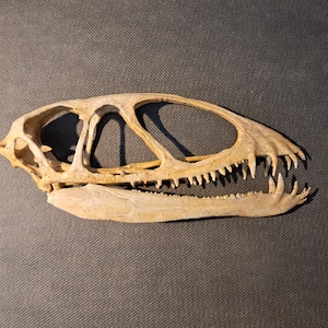 May include: A detailed, off-white reptile skull with sharp teeth and eye sockets. The skull is positioned on a gray surface, showcasing its intricate bone structure and natural color. The jaw is open, revealing the teeth.