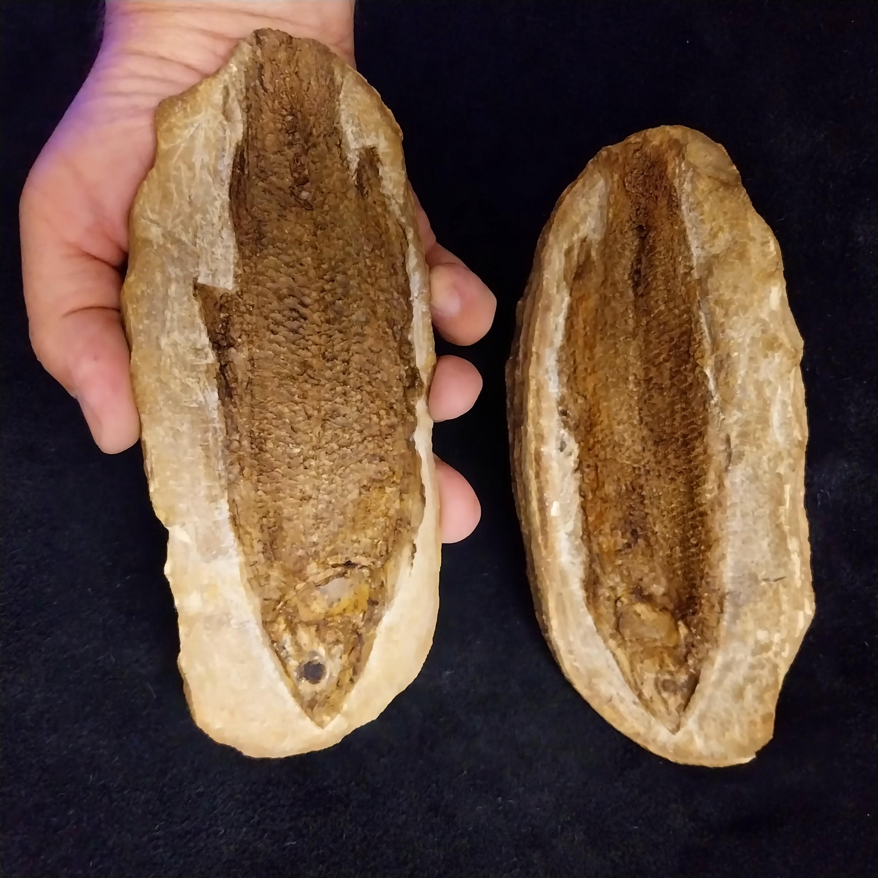 ブラジルのサンタナ層産の魚化石の塊、種（Tharrias araripis）、本物