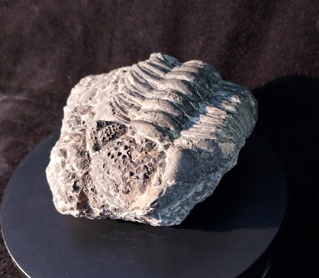 Authentic PHACOPS RANA Trilobite From a Former Private Collection From ...