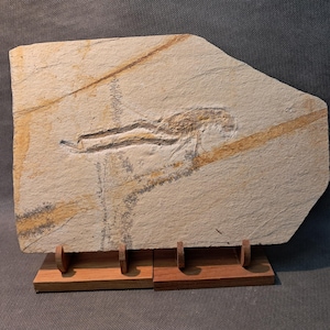 May include: A fossilised fish imprint on a light-coloured stone slab. The fossil is a dark brown colour, with visible details of the fish's form. The stone is supported by a wooden stand, showcasing a piece of natural history.