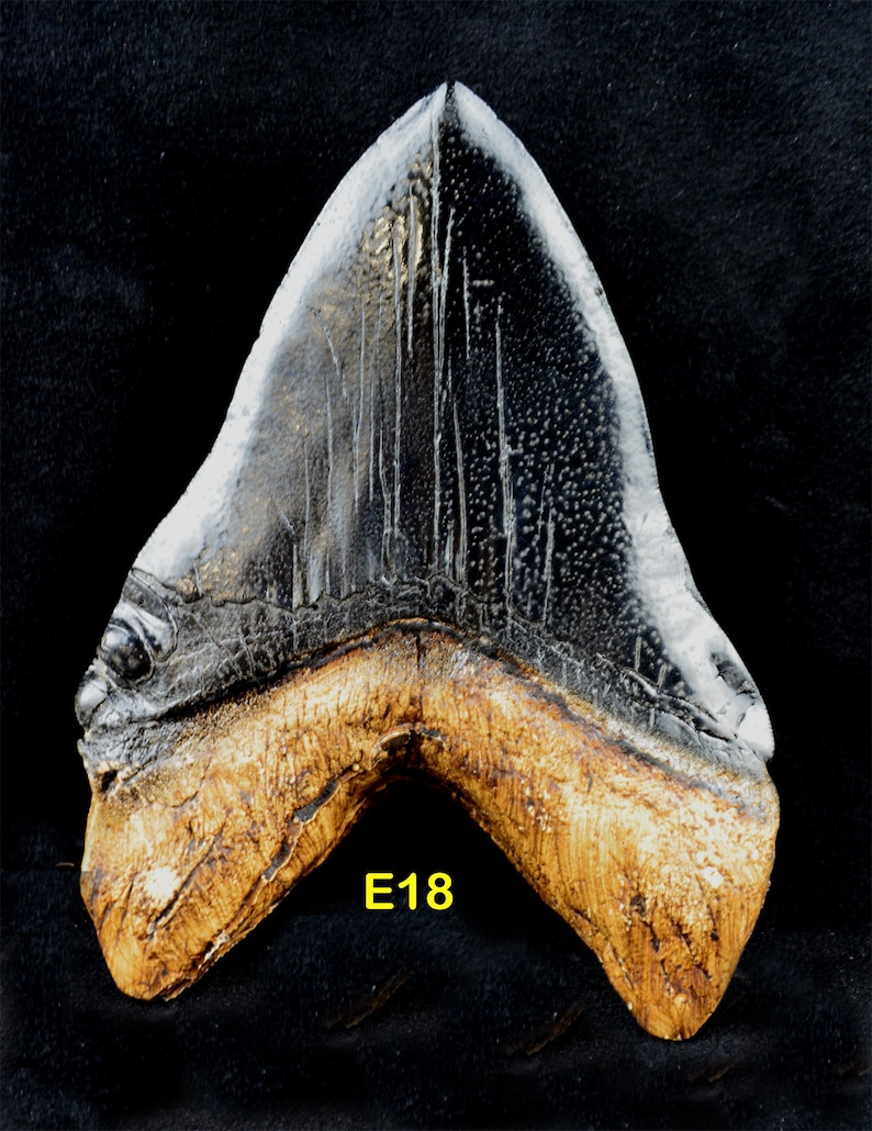 CARCHARODON Megalodon TOOTH (facsimile Cast Replica in Acrylic Resin ...