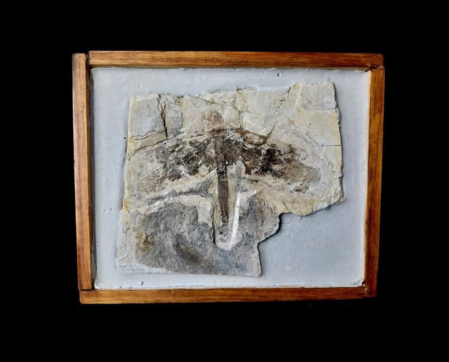 Fossil of DRAGONFLY Sinaeschnidia cancellosa Upper Jurassic. Haifanggou Formation of Yixian Beipiao Liaoning CHINA REF_LIBELLULE