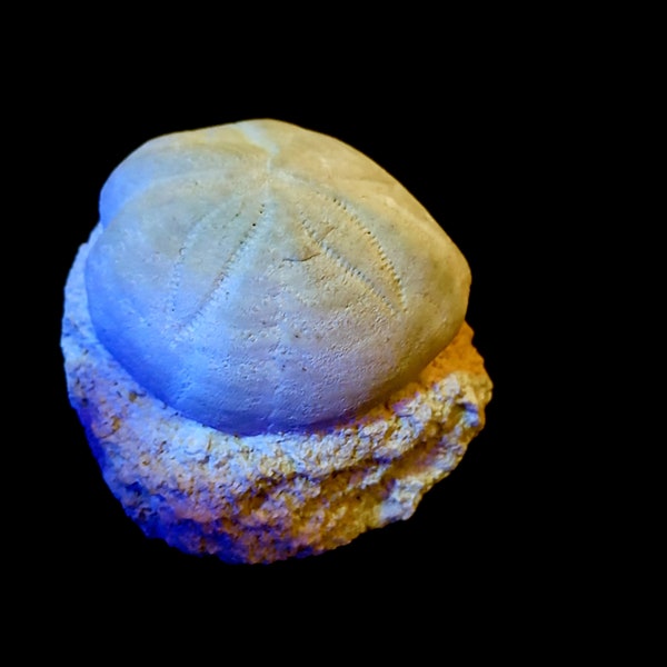 Authentic SPATANGUS pauper sea urchin - Pliocene, Bari, Apulia, Italy, Specimen on limestone matrix Perfect conservation. REF_SPATANGUSx1