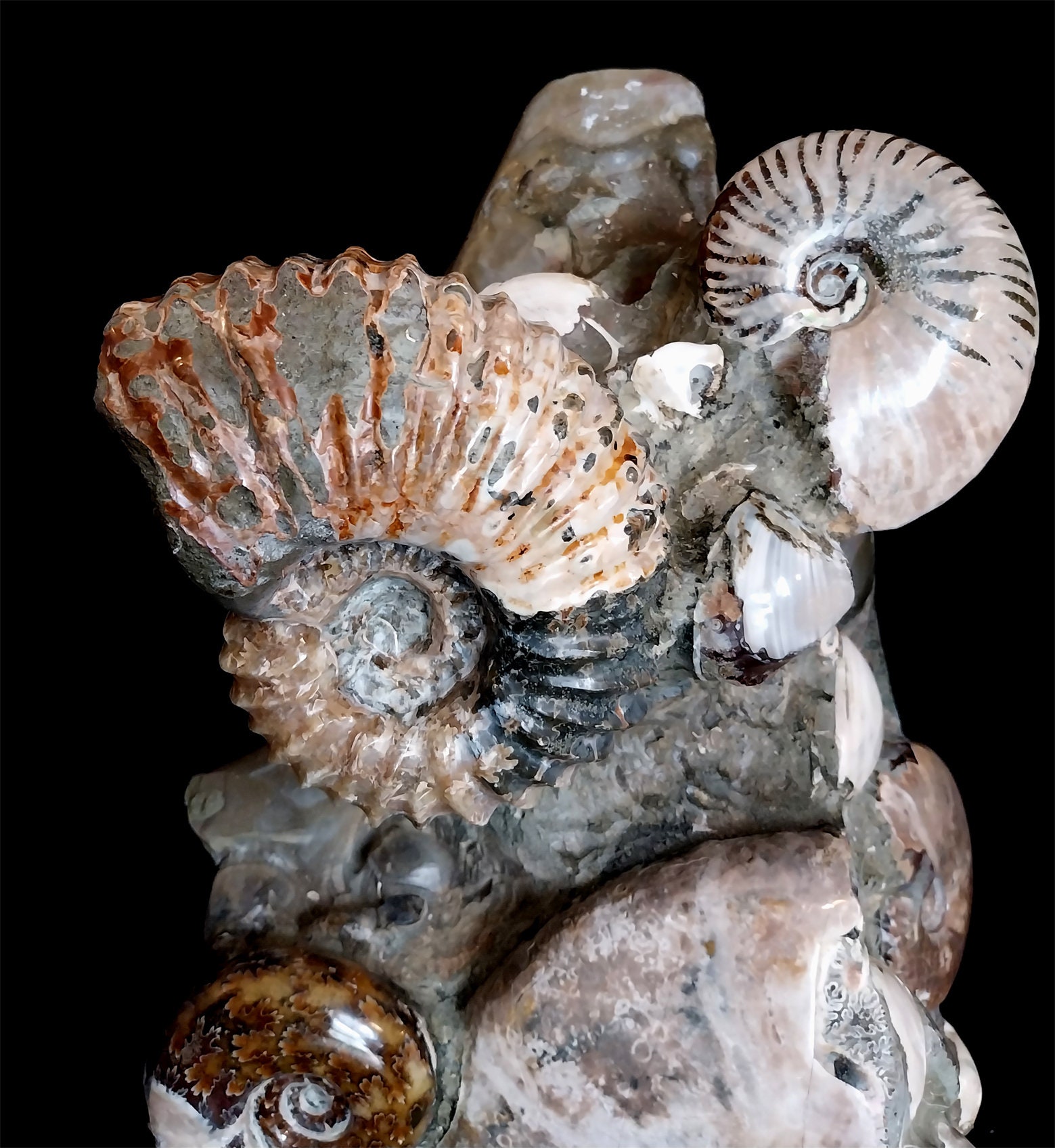 Totem Block: Ammonites Cleoniceras, Cymatoceras, Phylloceras With Shell ...