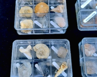 Authentic Fossil Collection Boxes; 6 fossils from various geological eras, identified. Sold in sets of 3.