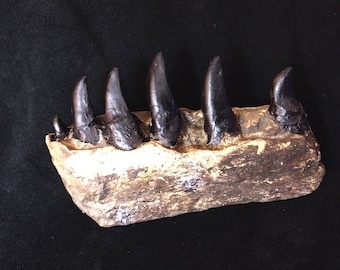 May include: A fossilized jawbone with five sharp teeth. The teeth are black and the jawbone is brown and white.