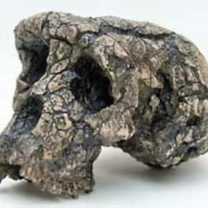 CRANE TOUMAÏ Sahelanthropus tchadensis en résine Crâne fossile réalisé sur le 1er Scan de l'Institut Max Planck Anthropologie Evolutionnaire CRANE TOUMAI seul