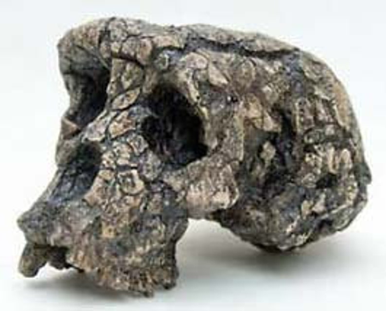 CRANE TOUMAÏ Sahelanthropus tchadensis en résine Crâne fossile réalisé sur le 1er Scan de l'Institut Max Planck Anthropologie Evolutionnaire CRANE TOUMAI seul