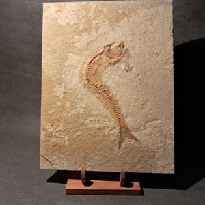 Puede incluir: Impresión de un pez fosilizado en una losa de piedra rectangular. El esqueleto del pez es de color marrón claro, con huesos visibles y un cuerpo curvado. La piedra tiene una superficie rugosa y texturizada, exhibida en un soporte de madera.