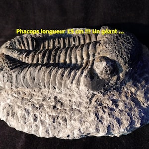May include: A large, gray fossilized trilobite, Phacops, measuring 15 inches long, embedded in a gray rock. "Phacops longueur 15 cm !! Un géant..." is written in yellow text above the fossil.