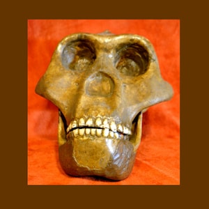 Peut inclure: Un gros plan d'une réplique de crâne de couleur dorée avec des dents visibles. Le crâne est sur un fond rouge.