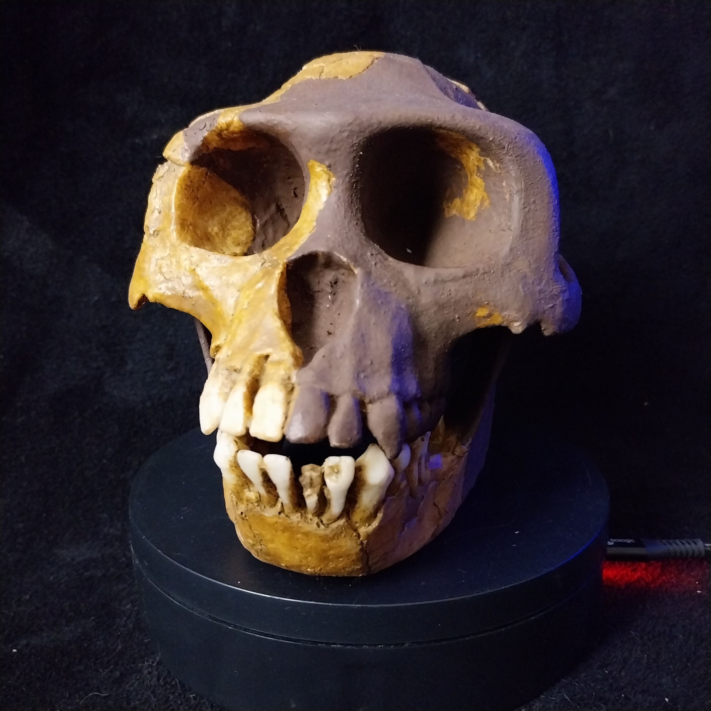 アルディピテクス・ラミドゥスの頭蓋骨レプリカ、ポリエステル樹脂製