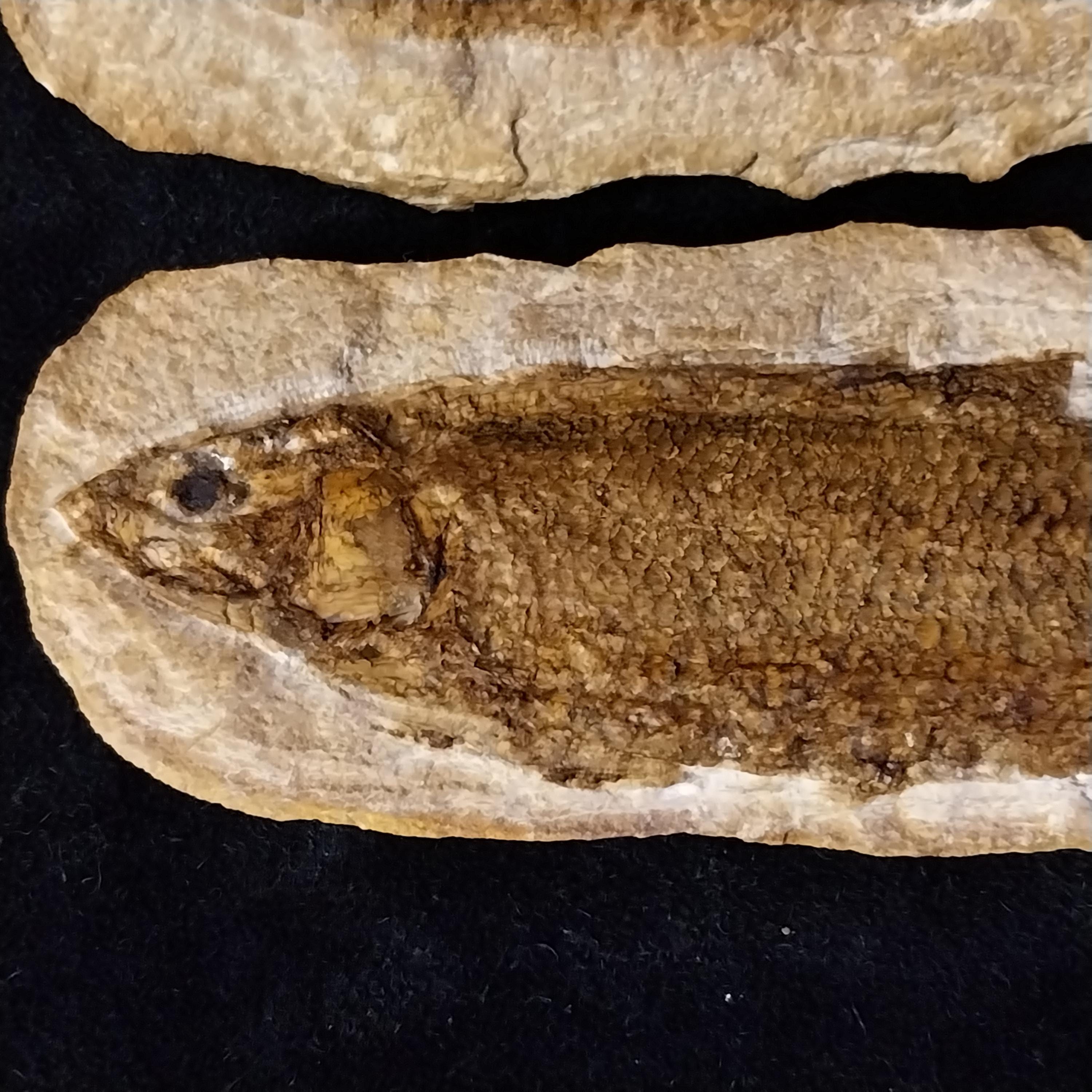ブラジルのサンタナ層産の魚化石の塊、種（Tharrias araripis）、本物