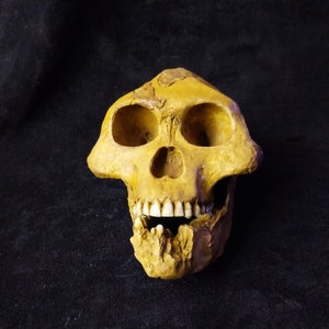 May include: A yellow replica skull of a hominid, possibly an Australopithecus, with a large brow ridge and a prominent jaw.