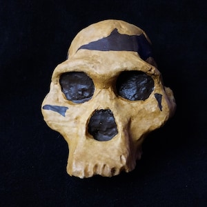 May include: A replica of a human skull with a tan color and black markings. The skull is a representation of a hominid.