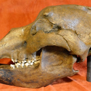 CRANE URSUS (bear) spelaeus - reproduction Replica in polyester resin - complete skull with all teeth (called cave bear)