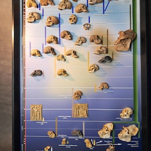 3D educational phylogenetic chart of human evolution: 50 x 70 cm in polyester resin. Production time: 15 days.
