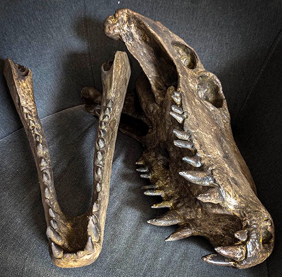 ディメトロドンの頭蓋骨、バイオプラスチック樹脂製、1/1スケールの