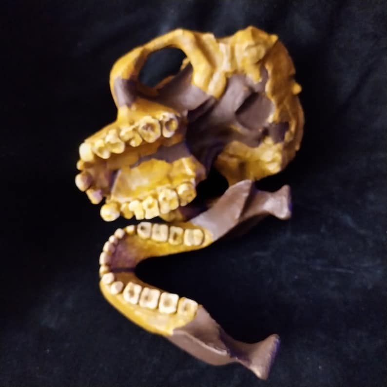 Australopithecus Afarensis Skull Replica Al 444 Life Size Replica