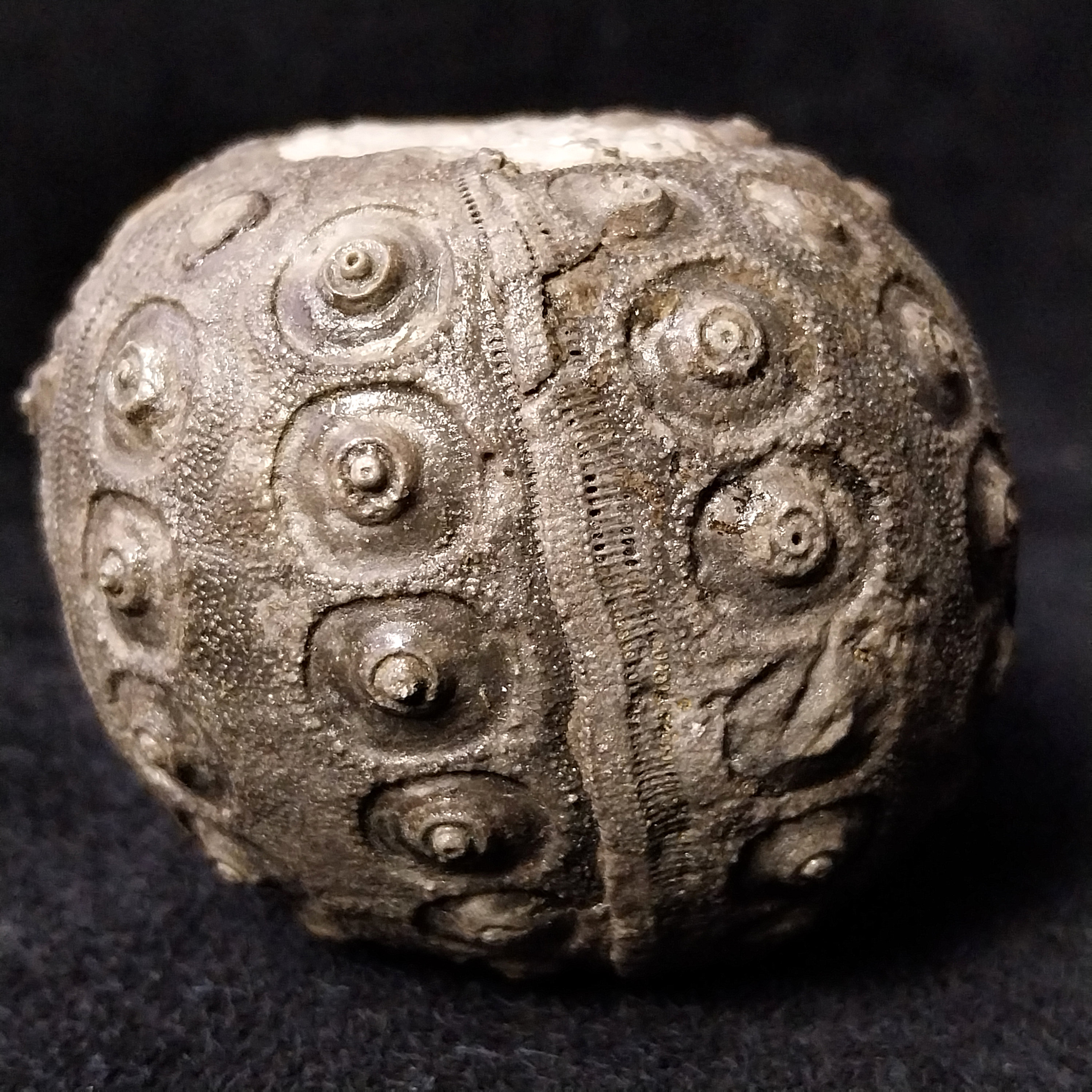 Cidaris cidaris ウニ 殻 表面の凹凸が鮮明に保存されている、モロッコのジュラ紀の地層