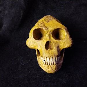 May include: A yellow skull replica with visible teeth, resembling a human skull.