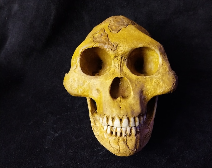 Australopithecus Africanus. 