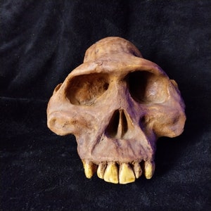 May include: A replica of a human skull with a prominent brow ridge and large teeth. The skull is made of a brown, textured material and is set against a black background.