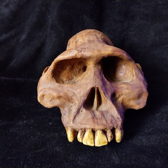 頭骨のみアウストラロピテクス・アファレンシス Al-333 45 実物大