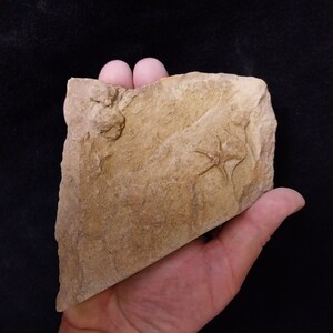 May include: A tan-colored rock with a fossilized starfish imprint. The fossil is visible in the center of the rock.