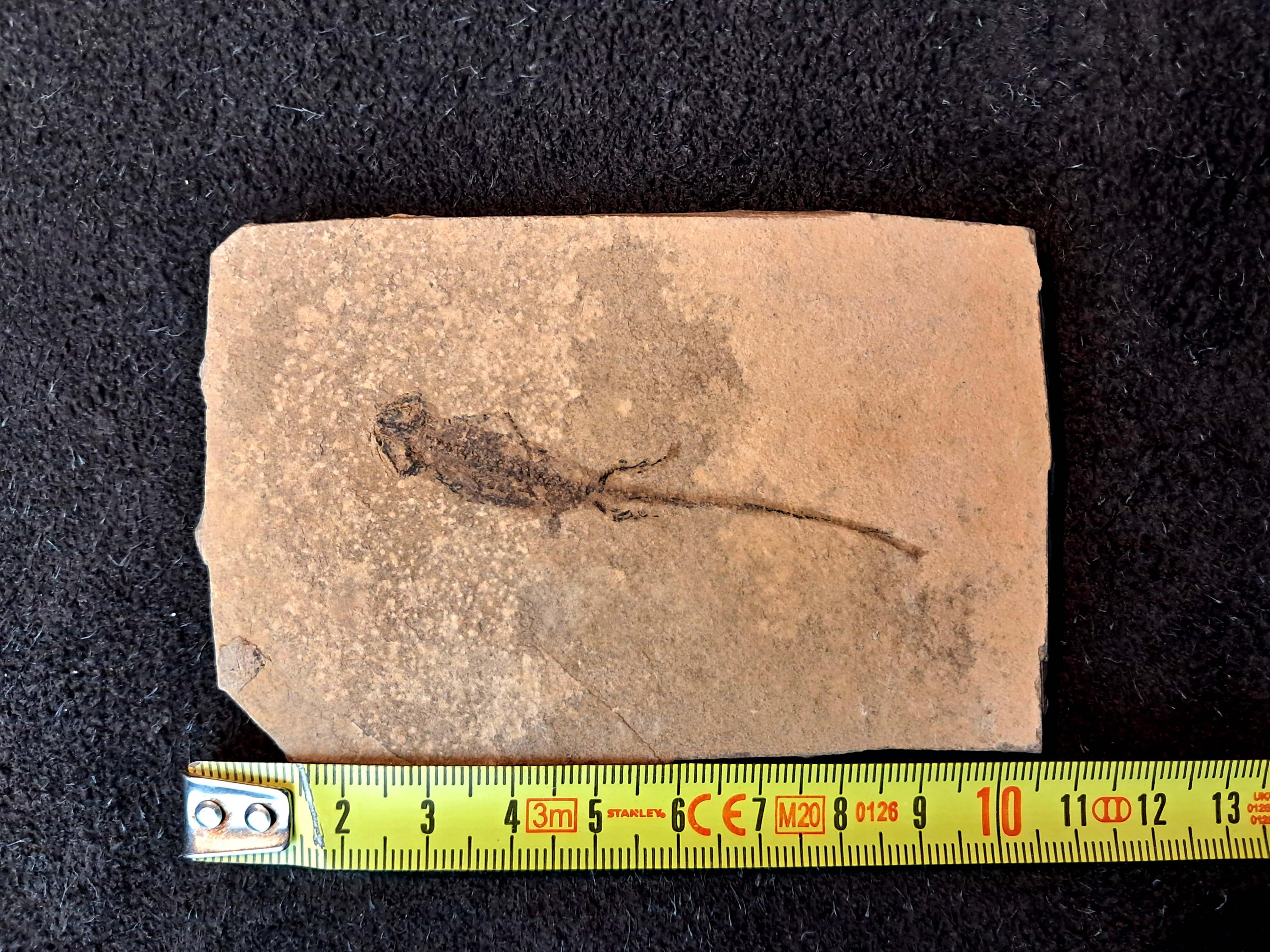 Salamander APATEON PEDESTRIS family of branchiosaurs. Permian (Sakmarian 290 million years ago) of the Rhineland Palatinate, Germany APAT11