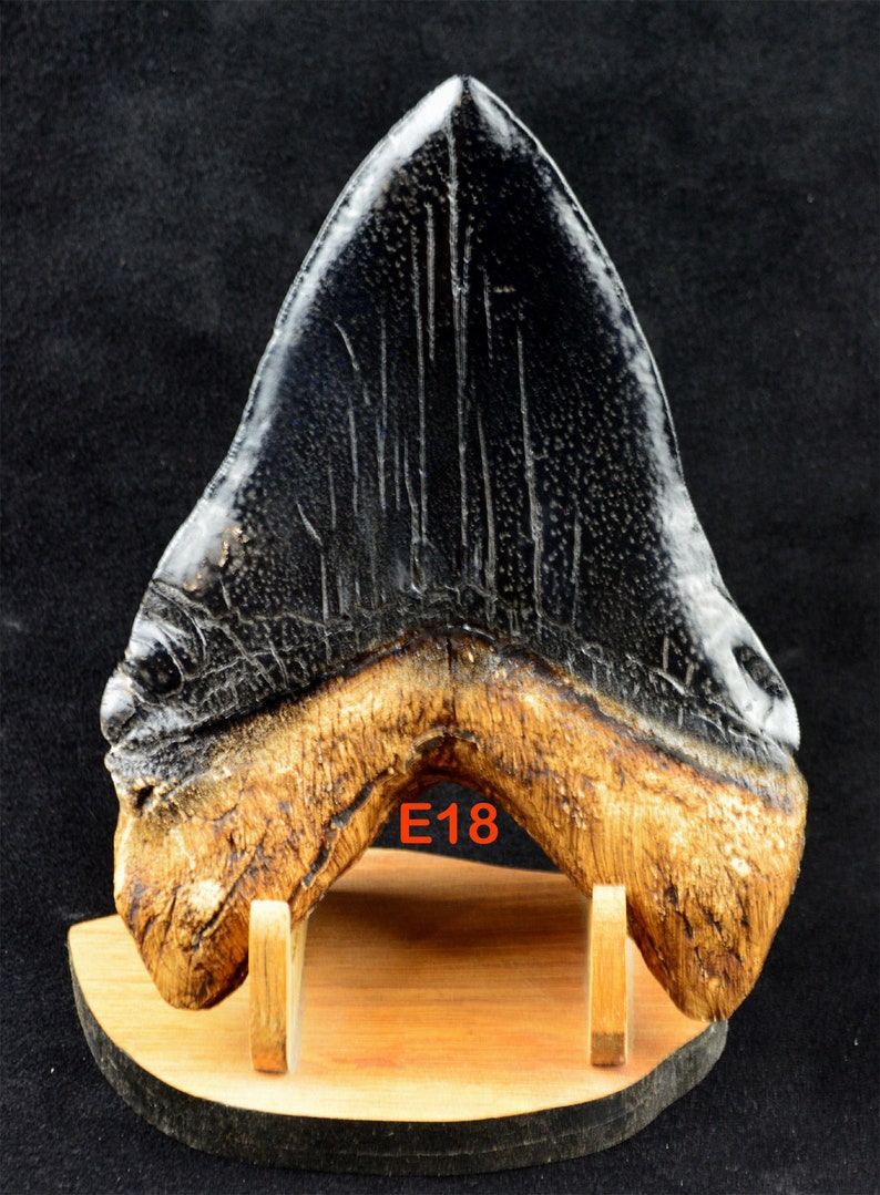 CARCHARODON Megalodon TOOTH (facsimile Cast Replica in Acrylic Resin ...