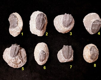 Trilobites HOLLARDOPS authentique (Metacanthina barrandea) sur matrice calcaire. Maroc Dévonien 400 Millions d&#39;années Fossile authentique