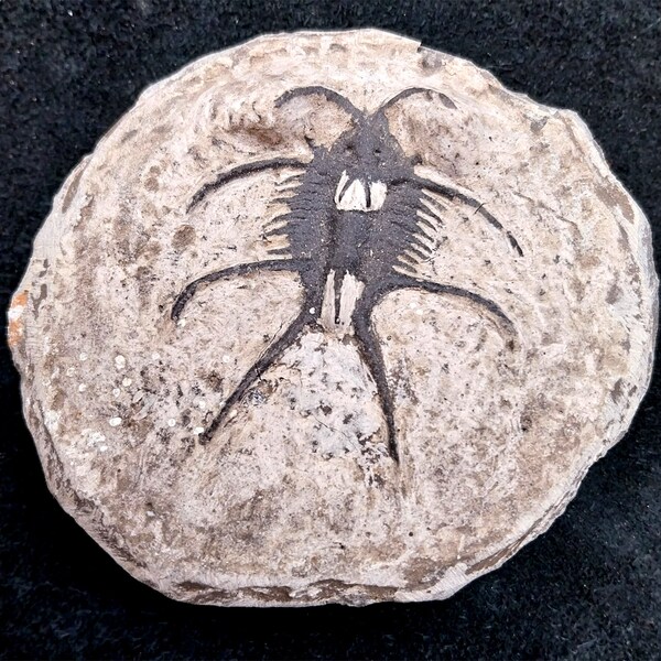 CERATARGES TRILOBITE probable moulage sur vrai fossile (restauration probable marocaine)